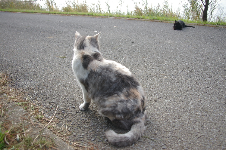 IMGP2429.jpg