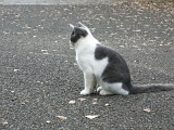 DSCN1225