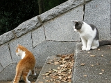 DSCN1231