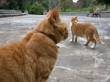 DSCN1248