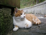 DSCN1271
