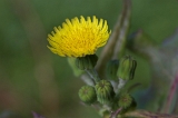 IMGP2343