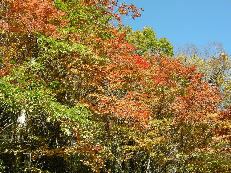 DSCN1353.jpg