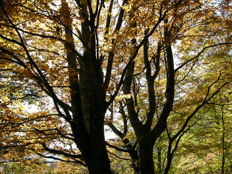DSCN1447.jpg