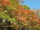DSCN1353