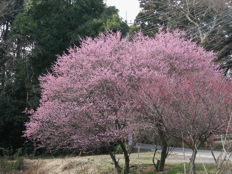 DSCN1746.jpg
