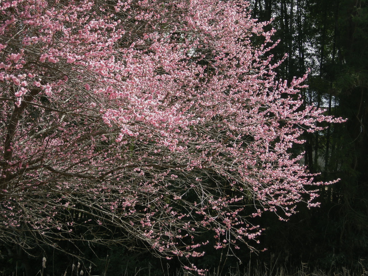 DSCN1759.jpg