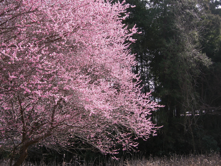 DSCN1763.jpg
