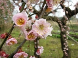 DSCN1737