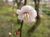 DSCN1739