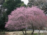 DSCN1746