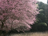 DSCN1756