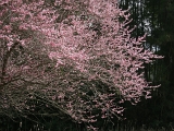 DSCN1759