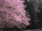 DSCN1763