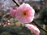 DSCN1766