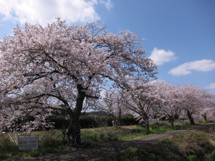 IMG_0267.jpg - 今井の桜