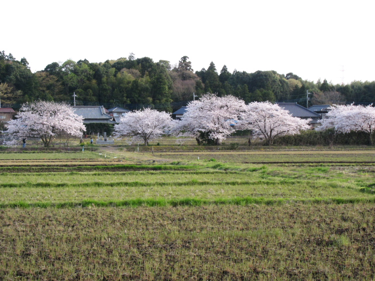 IMG_0409.jpg - 今井の桜