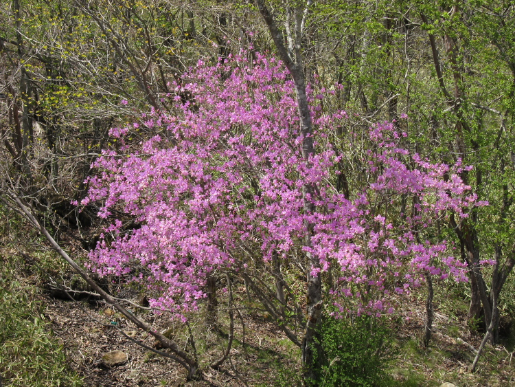 IMG_0591.jpg