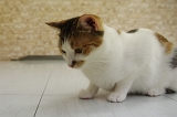 IMGP1548