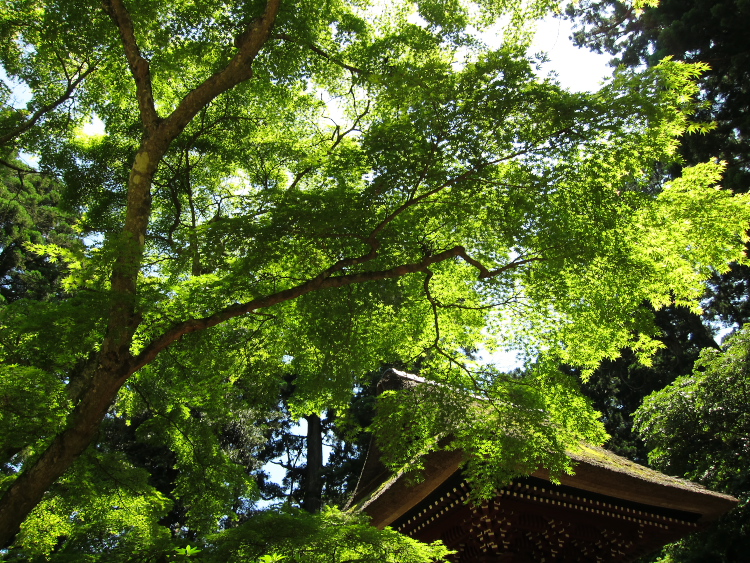 IMG_0835.jpg - 飯高寺
