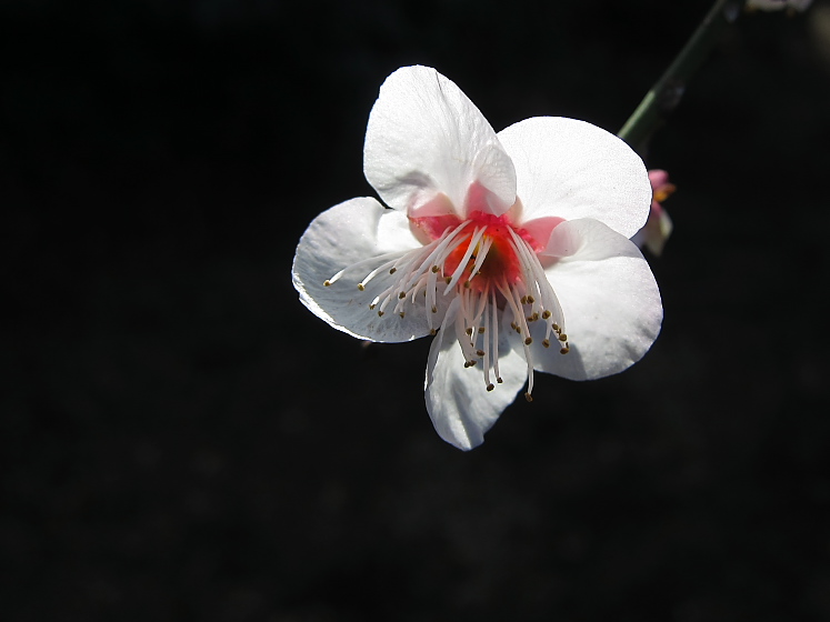 IMG_2168.jpg