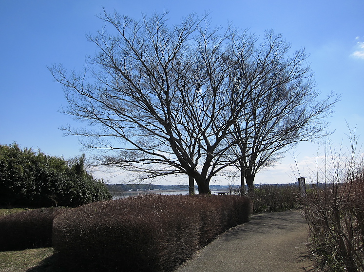 IMG_2494.jpg - 印旛沼公園