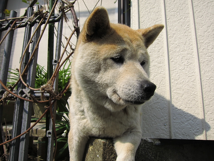 IMG_2521.jpg - はるか　