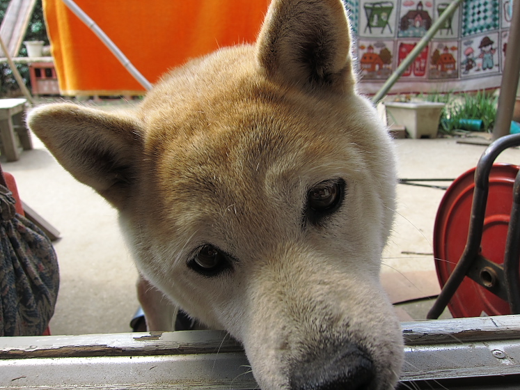 IMG_2523.jpg - はるか