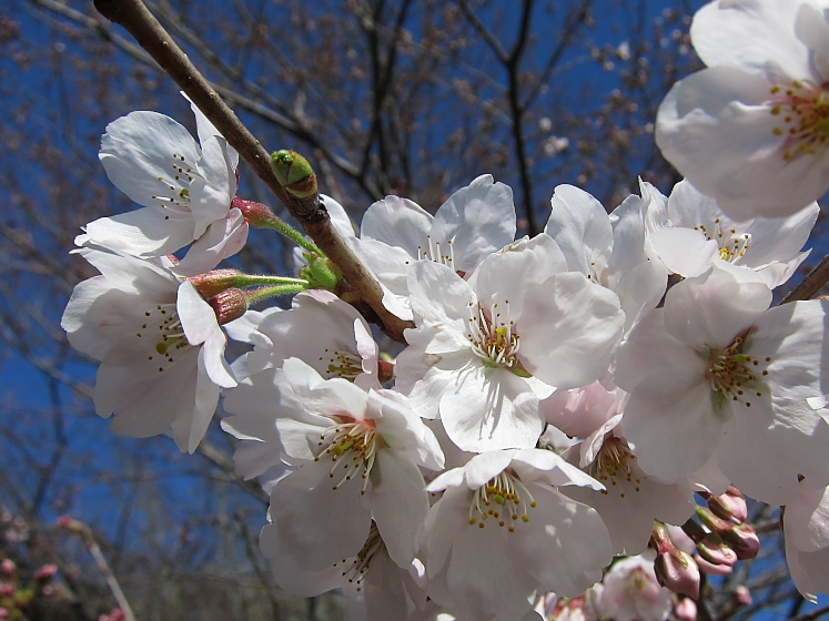 IMG_2541.jpg - 印旛沼公園にて