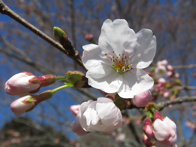 IMG_2545.jpg - 印旛沼公園にて