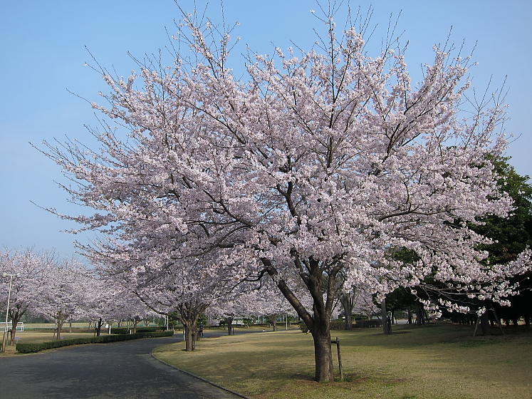 IMG_2669.jpg - 白井運動公園