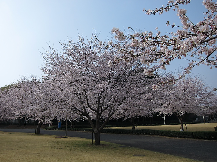 IMG_2670.jpg - 白井運動公園