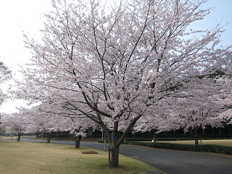 IMG_2672.jpg - 白井運動公園