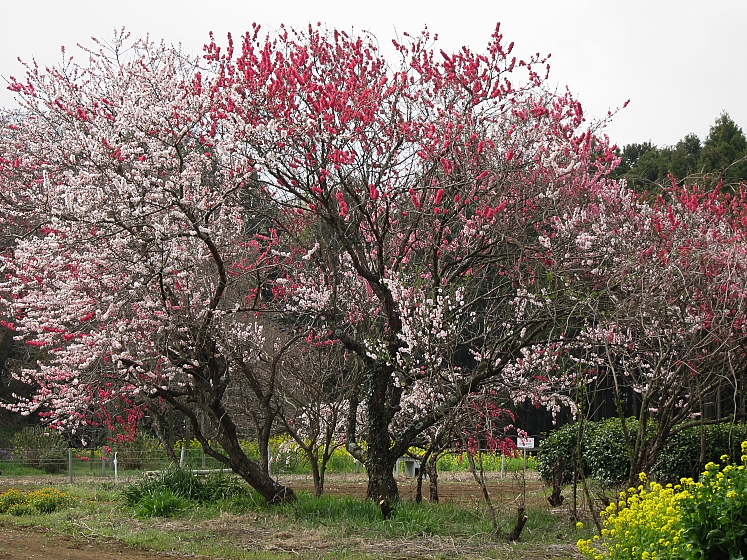 IMG_2694.jpg - 印旛　吉高にて