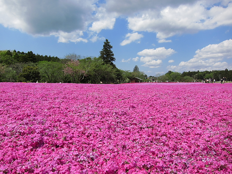 IMG_2867.jpg - 千葉市富田都市農業交流センター