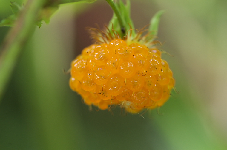 IMGP3109.jpg - キイチゴ
