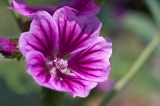 IMGP2561