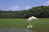 IMGP2591