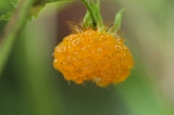 IMGP3109