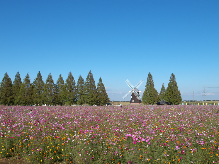 IMG_0431.jpg - あけぼの山公園