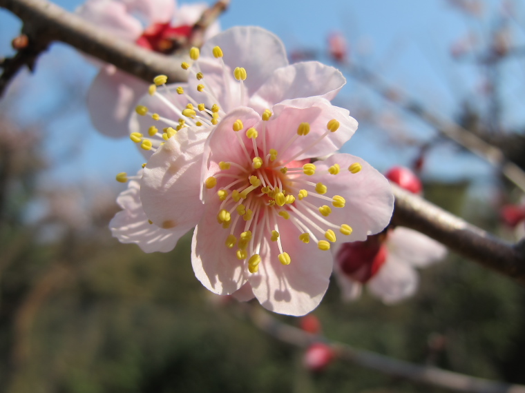 IMG_1321.jpg - 印旛沼公園にて　今年の梅は１ヶ月位遅い