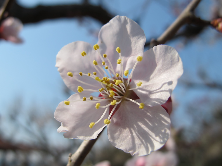IMG_1325.jpg - 印旛沼公園にて　今年の梅は１ヶ月位遅い