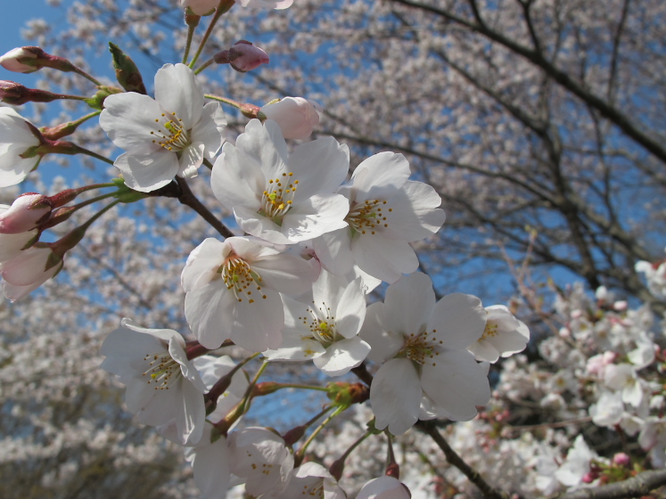 IMG_1380.jpg - 白井