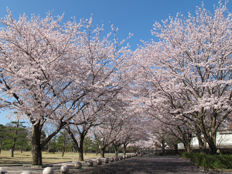 IMG_1400.jpg - 白井