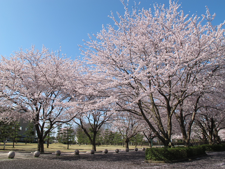 IMG_1401.jpg - 白井