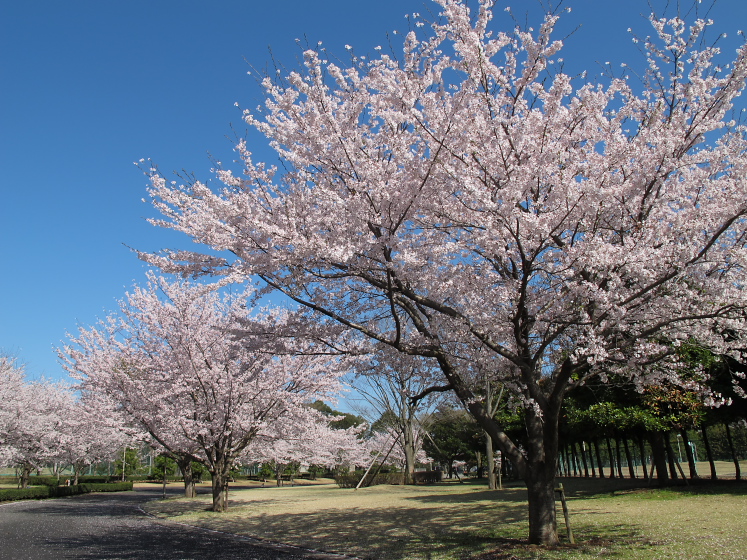IMG_1405.jpg - 白井