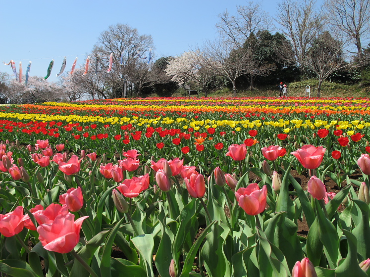 IMG_1420.jpg - 木原城跡城跡公園