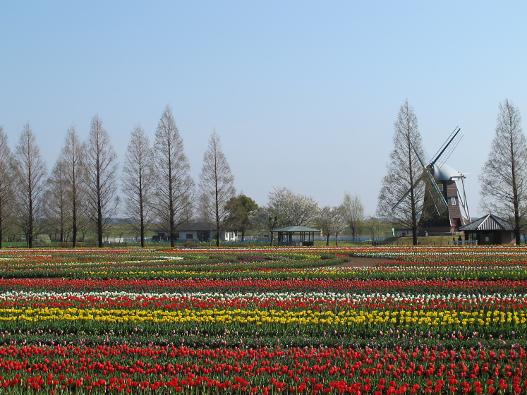 IMG_1484.jpg -  あけぼの山農業公園 