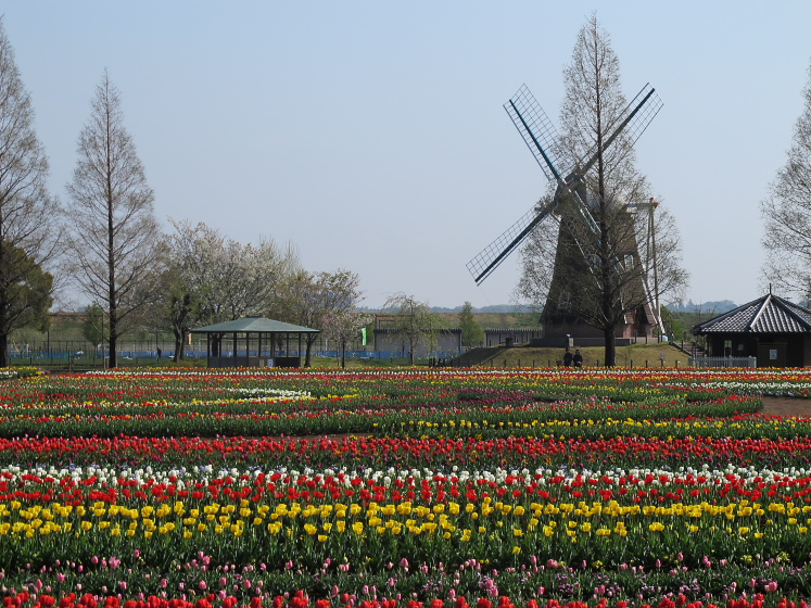 IMG_1486.jpg -  あけぼの山農業公園 