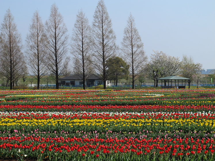 IMG_1487.jpg -  あけぼの山農業公園 